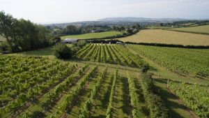 adgestone-vineyard-2- adgestone-vineyard-2-